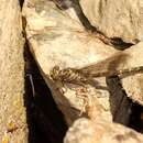 Image of Elusive Clubtail