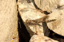 Image of Elusive Clubtail