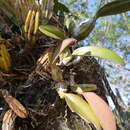 Image of Laelia anceps subsp. dawsonii (J. Anderson) Rolfe