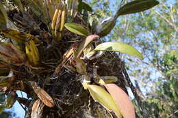 Image of Laelia anceps subsp. dawsonii (J. Anderson) Rolfe