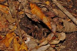 Image of Zimbabwe Grey Baboon Tarantula