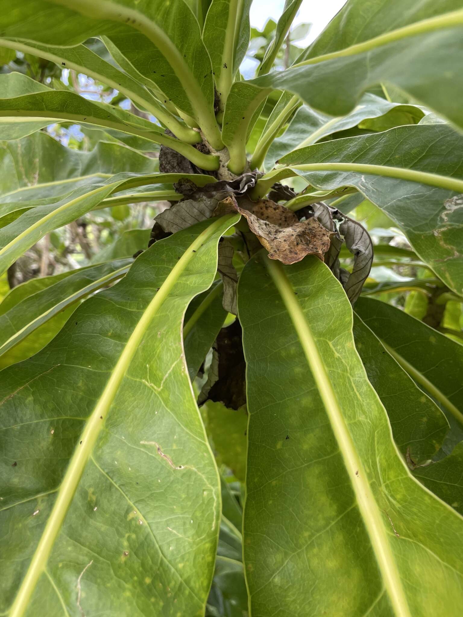 Image of Meryta pauciflora Hemsl. ex Cheeseman