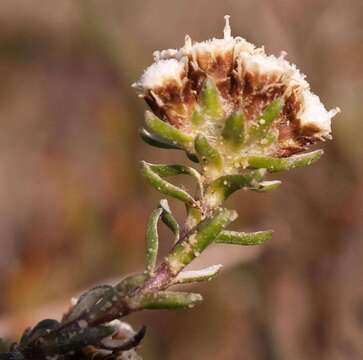 Image of Trichogyne decumbens (Thunb.) Less.