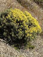 Image of Monro's Ragwort