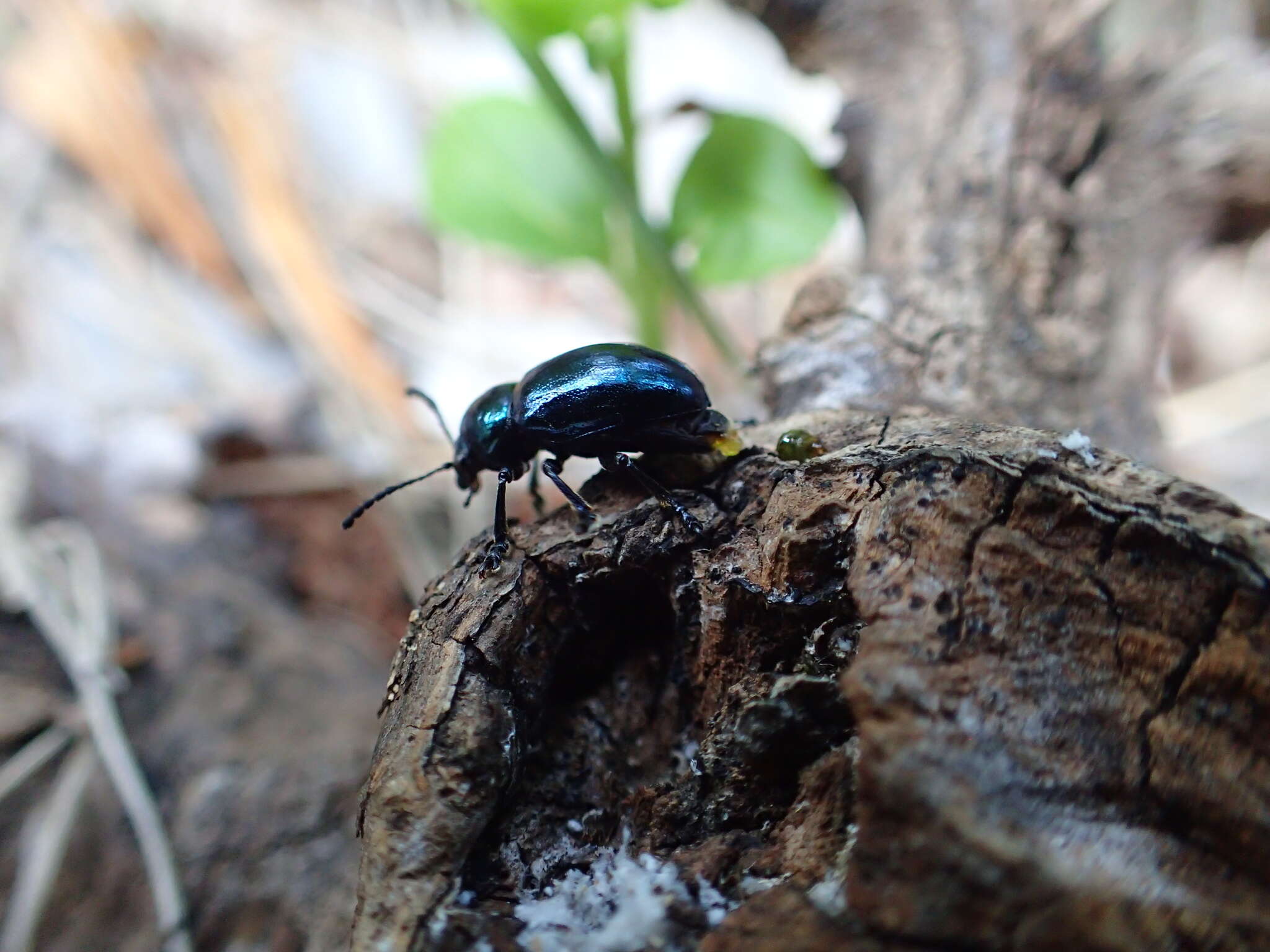 Image of <i>Chrysochus asclepiadeus</i>