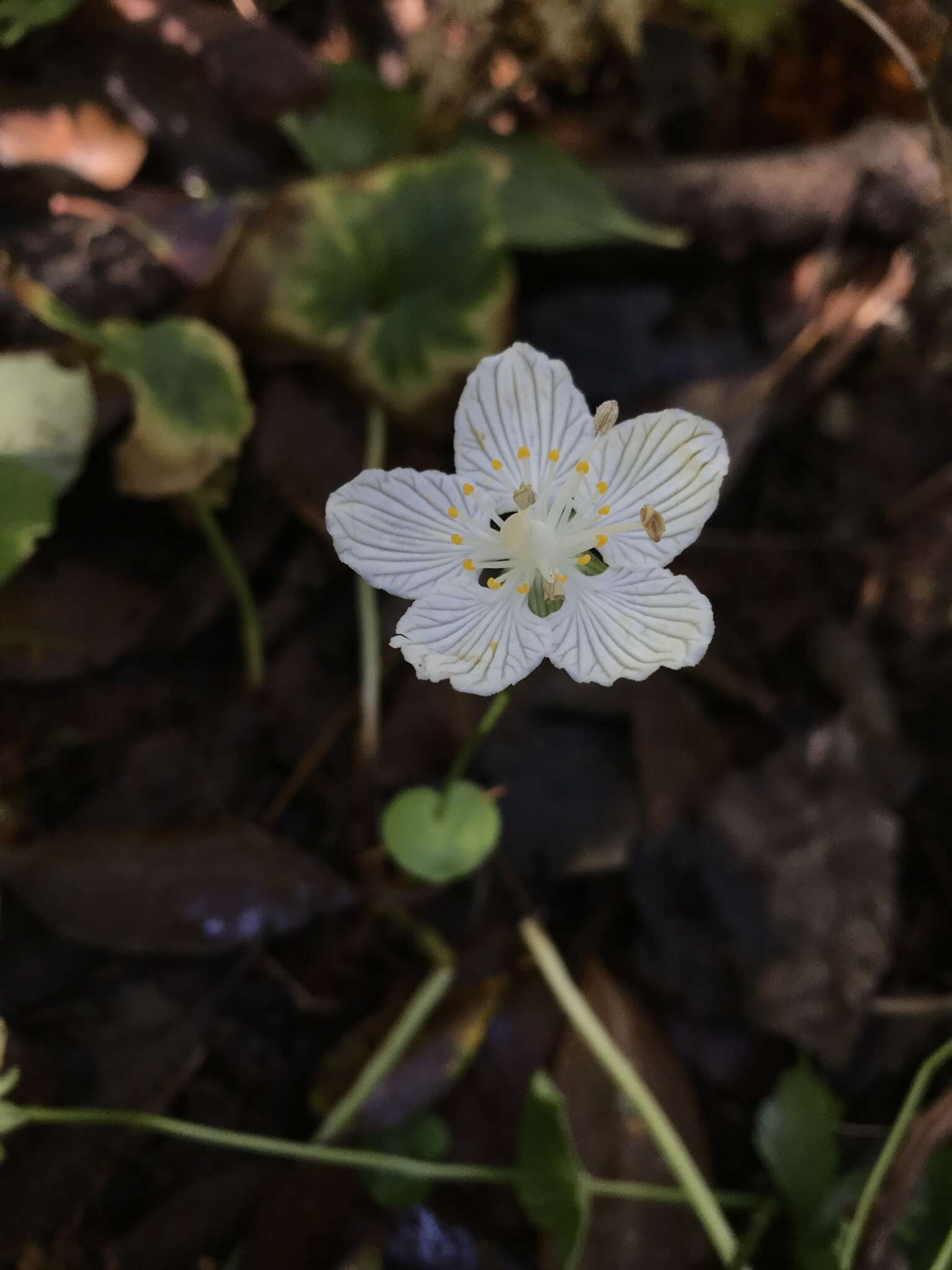 Image of Kidney-Leaf Grass-of-Parnassus