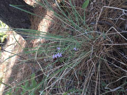 Hedeoma hyssopifolia A. Gray resmi