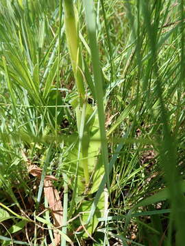 Image of Satyrium cristatum Sond.