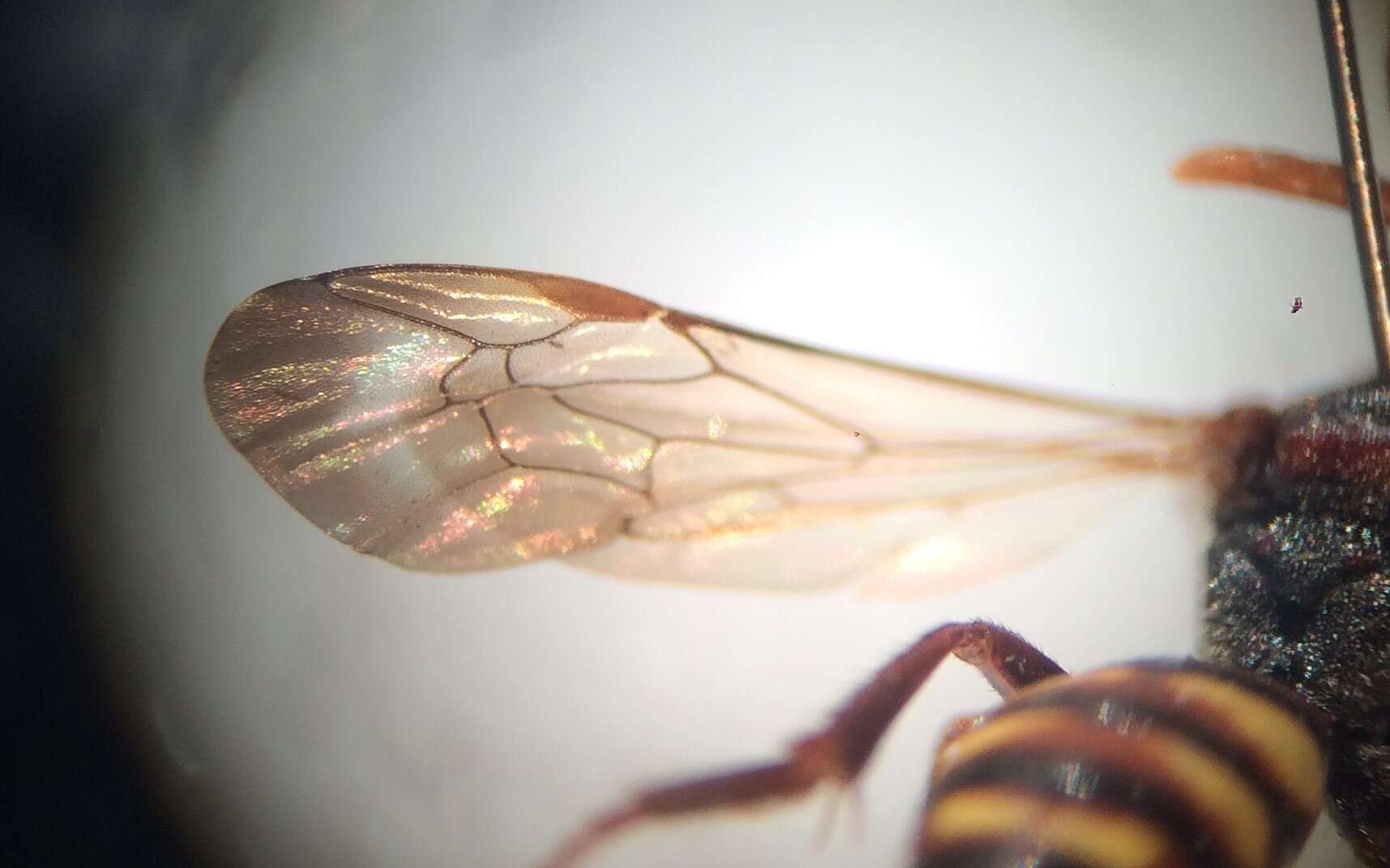 Image of Panzer's Cuckoo Nomad Bee