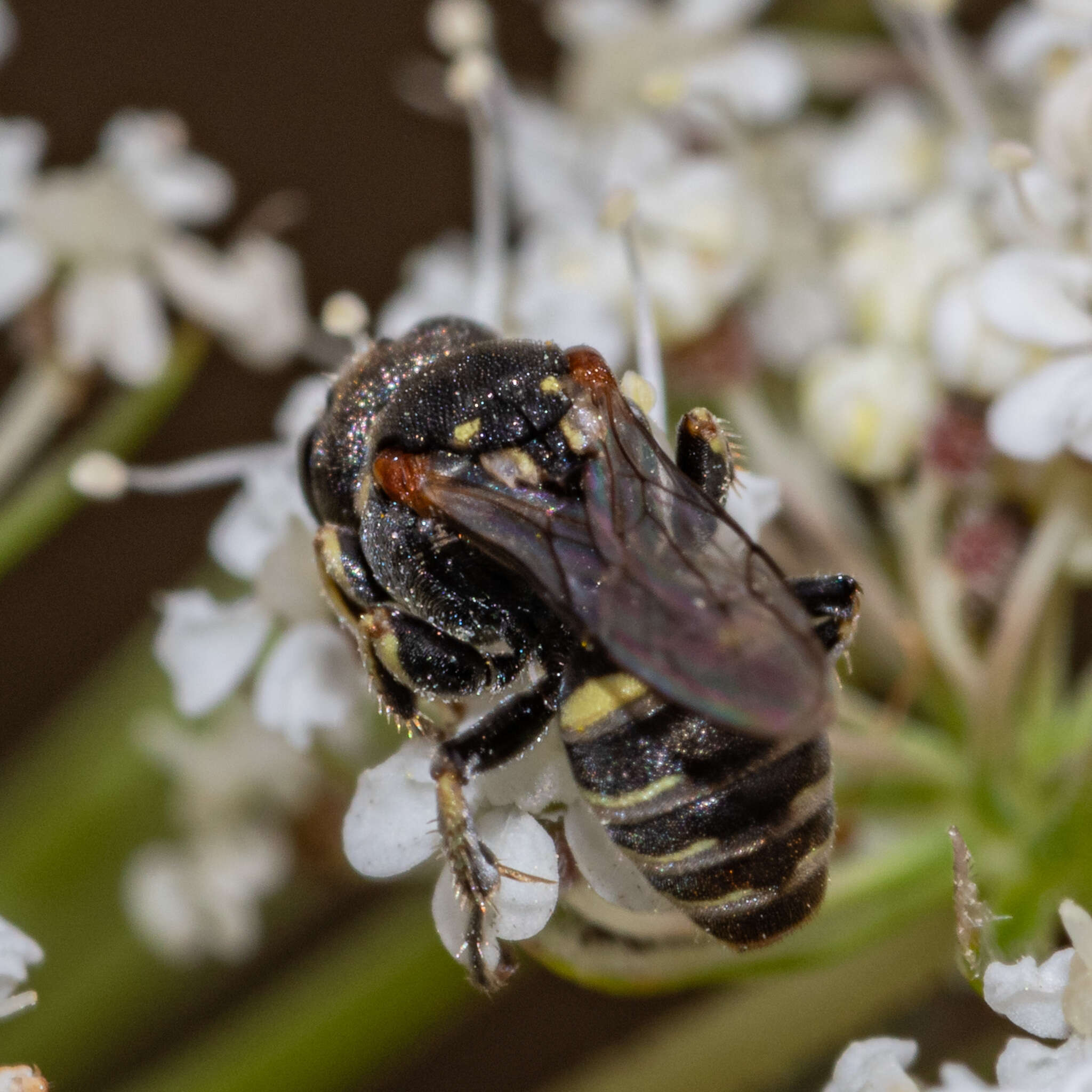 Oxybelus emarginatus Say 1837的圖片