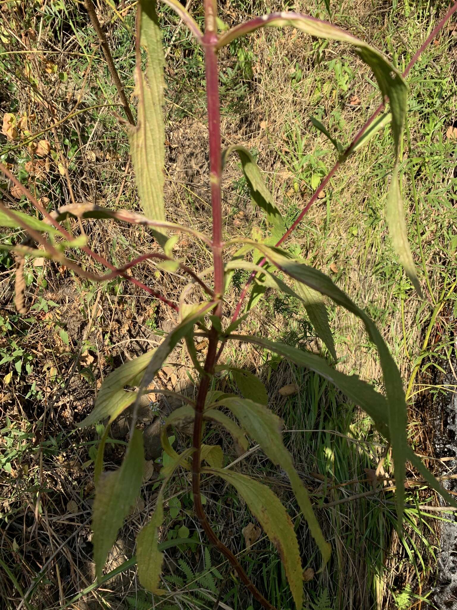 Image of <i>Coleus kirkii</i>