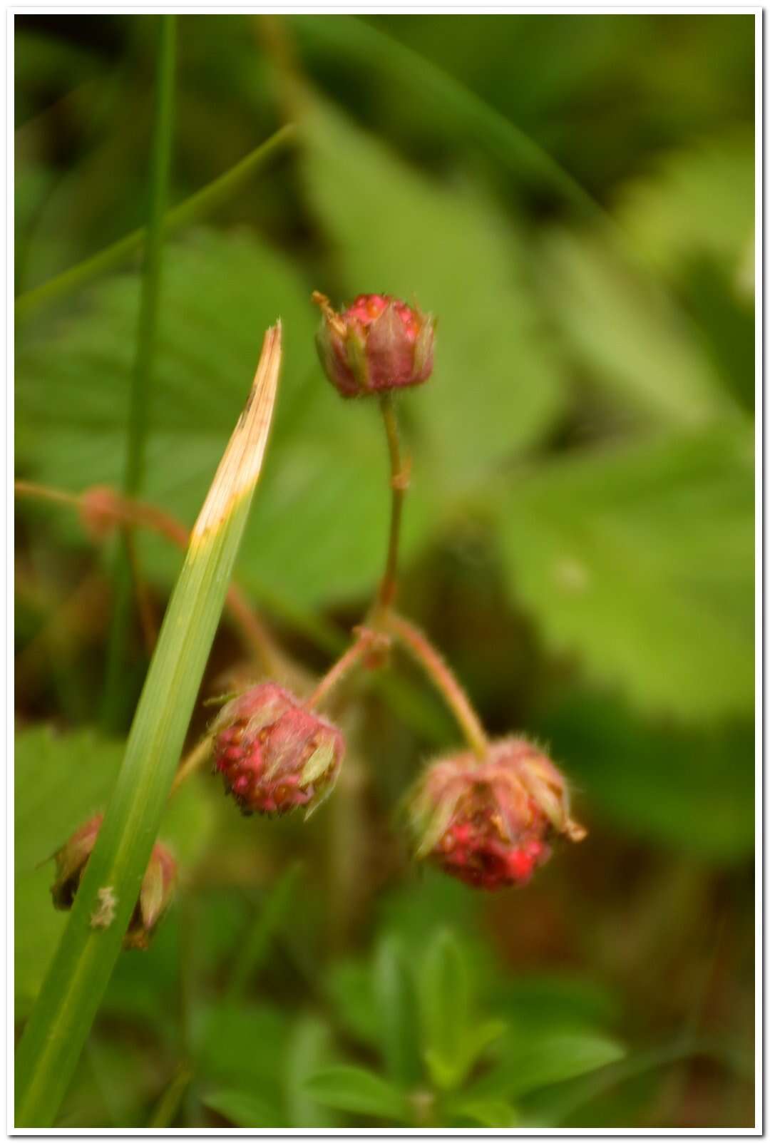 Image of Fragaria viridis subsp. campestris (Steven) Pawl.