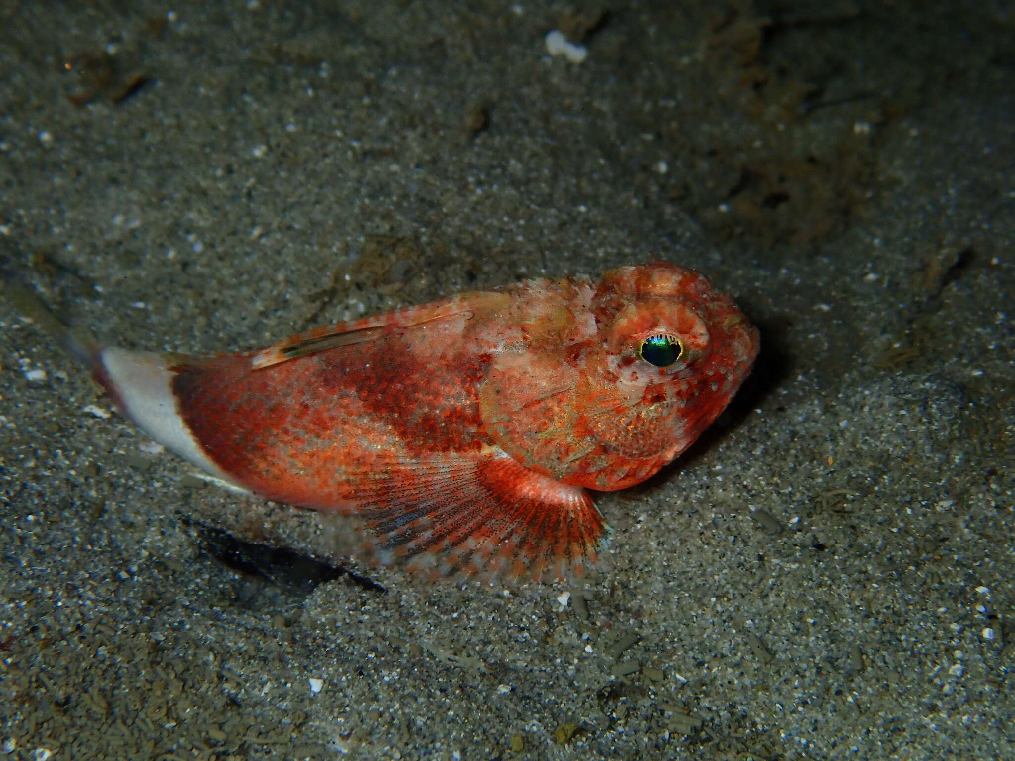 Image of Little gurnard perch