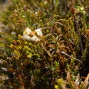 Image of Dracophyllum recurvum Hook. fil.