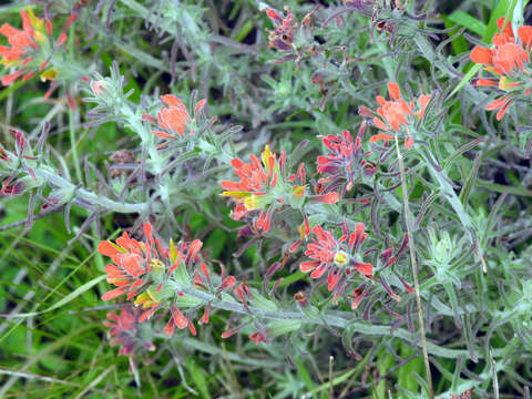 Слика од Castilleja foliolosa Hook. & Arn.