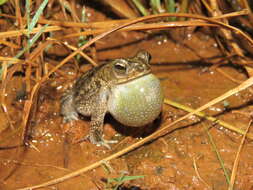 Imagem de Rhinella major (Müller & Hellmich 1936)