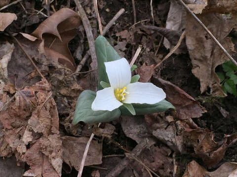 Image of snow trillium