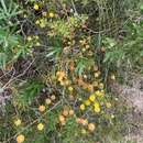 Image of Acacia brownii (Poir.) Steud.