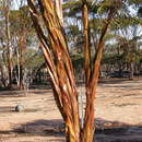 Plancia ëd Eucalyptus salubris F. Müll.