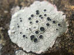 Image of rim lichen