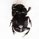 Image of Copris denticulatus Nguyen-phung 1988