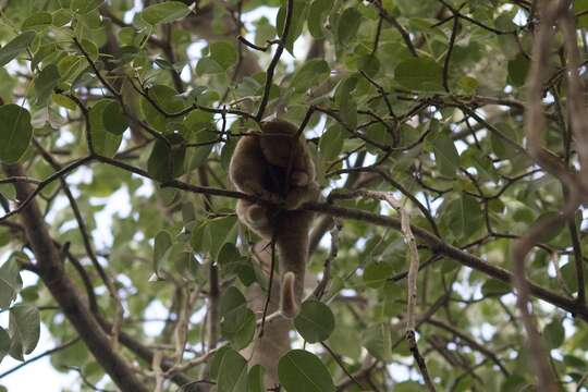 Image of silky anteaters