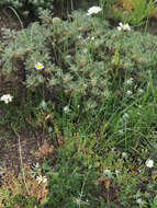 Image of Scabiosa bipinnata C. Koch