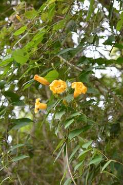 Ipomoea aurantiaca L. O. Williams resmi