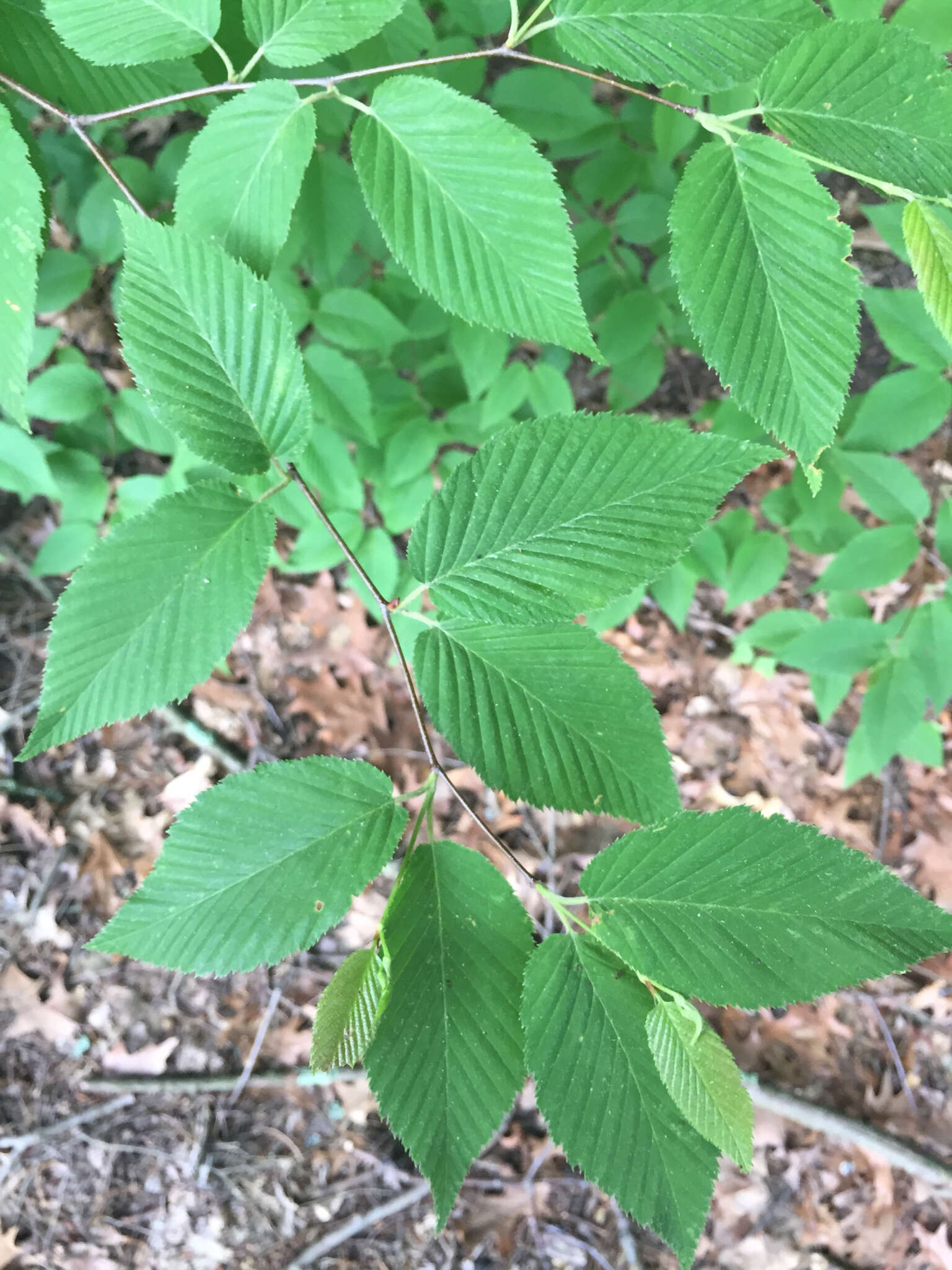 Image of Black birch