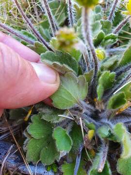 Image of Australian buttercup