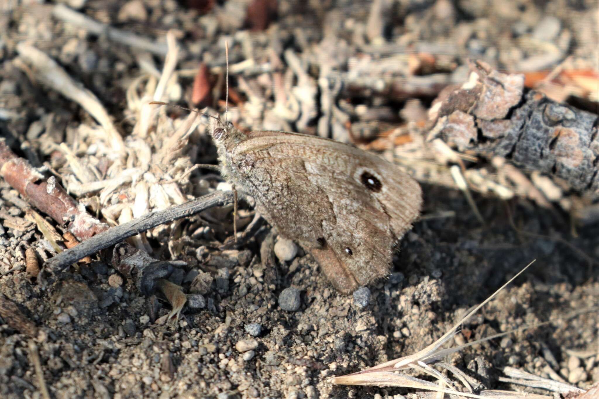 Image of Great Basin Wood Nymph