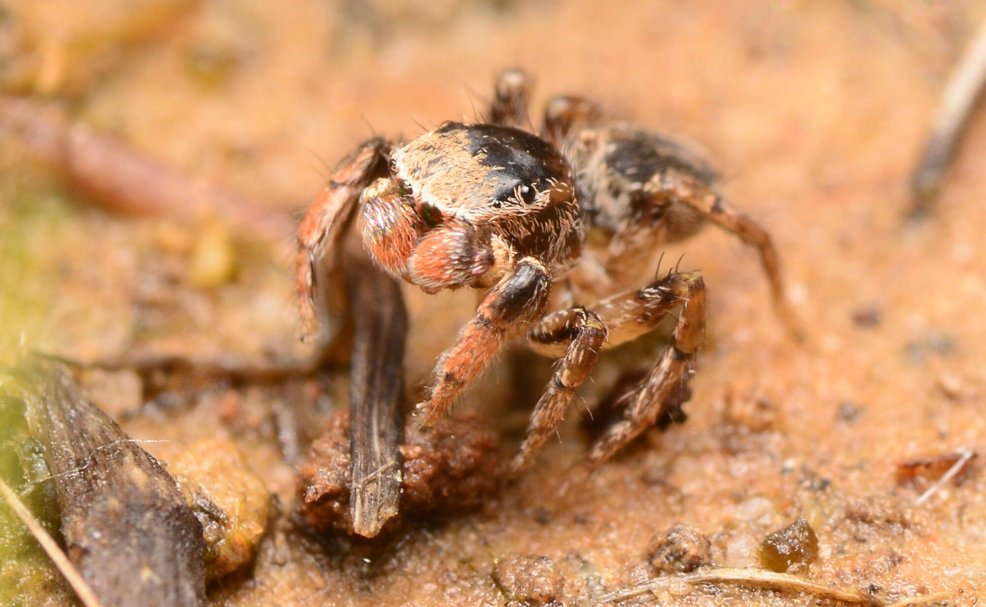 Image of Habronattus texanus (Chamberlin 1924)