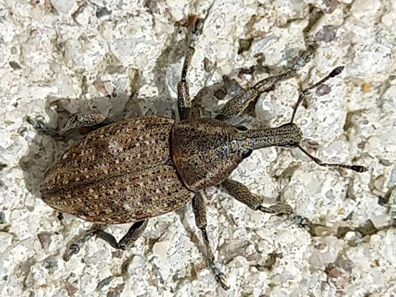 Lepyrus capucinus (Schaller & J. G. 1783) resmi