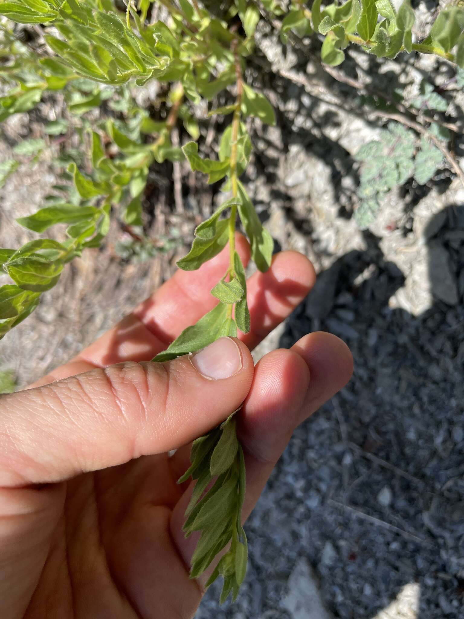 Image of Olympic Mountain aster