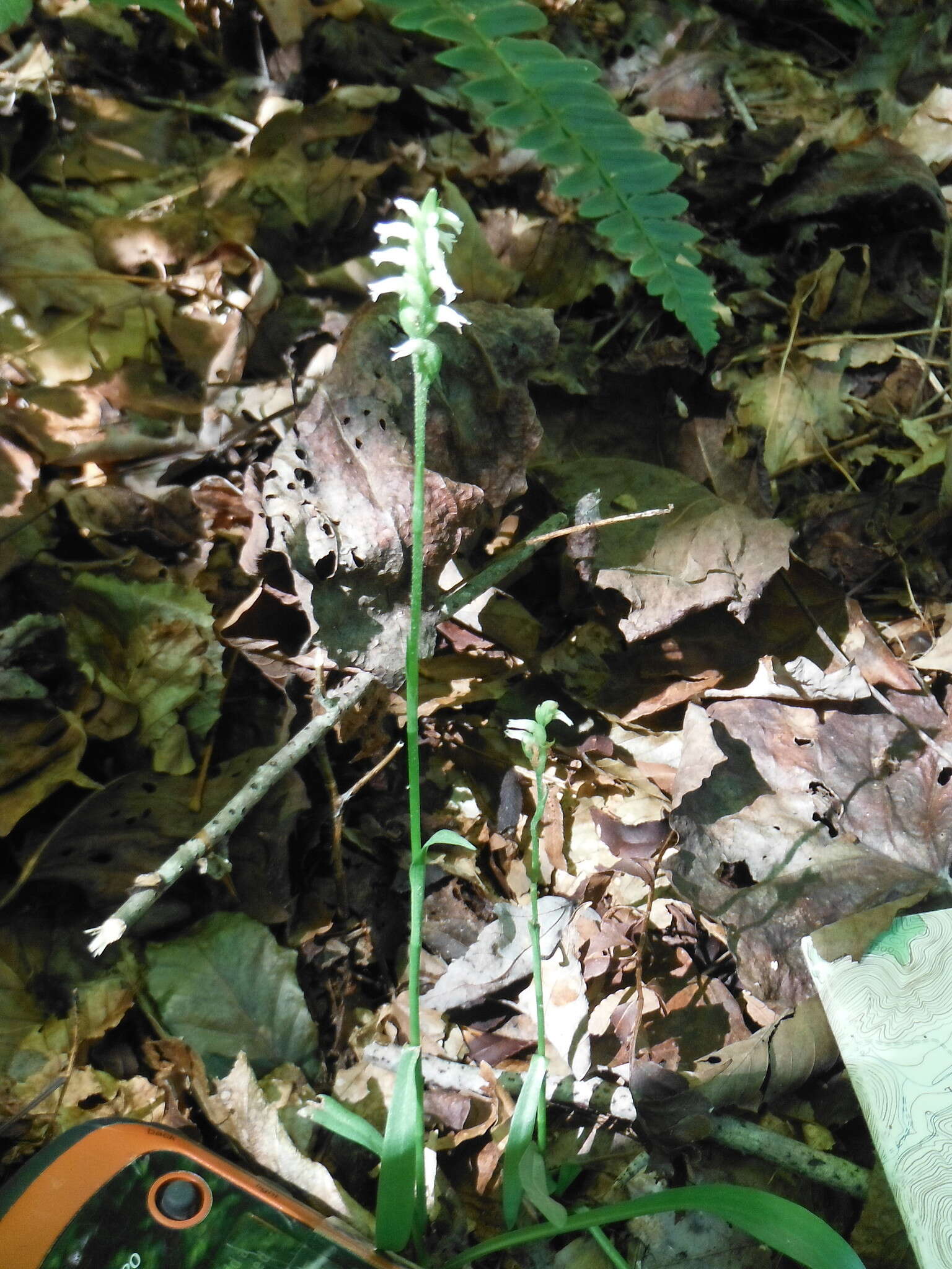 Image of October lady's tresses