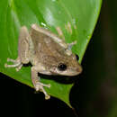 Слика од Scinax ruber (Laurenti 1768)