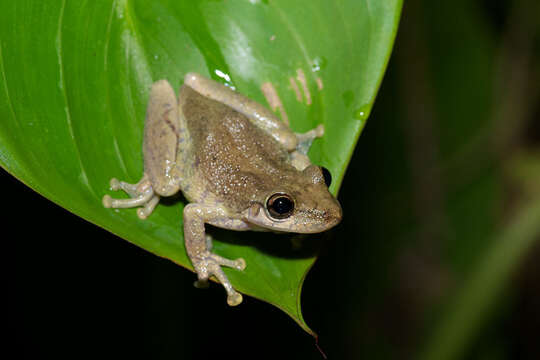 Image de Scinax ruber (Laurenti 1768)