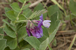 Image of beach pea