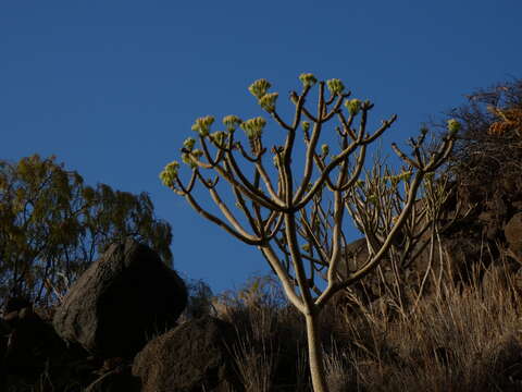 Image of Kleinia neriifolia Haw.