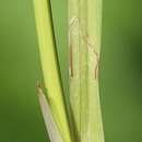 Image of banat sedge
