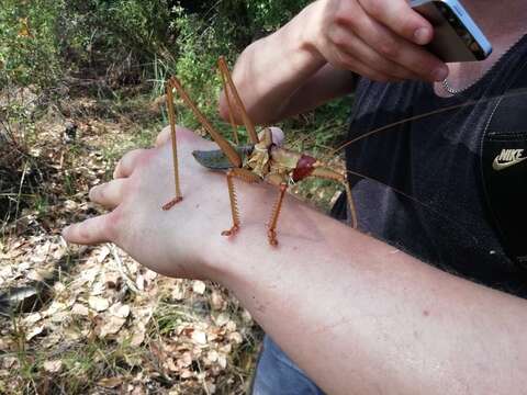Image of Anatolian Predatory Bush-cricket