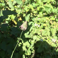 Image of California canarygrass