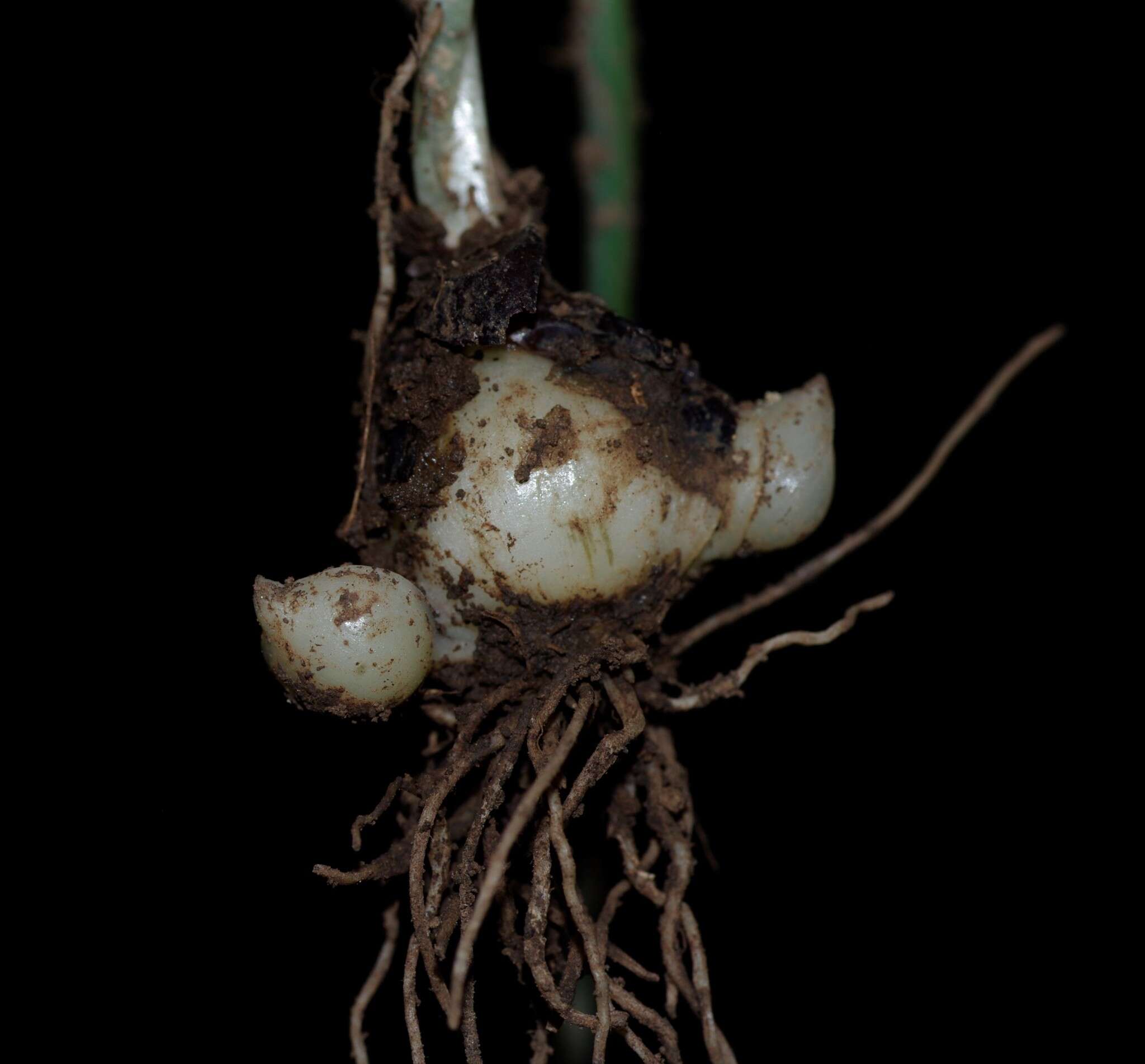 Image of Muscari baeticum Blanca, Ruíz Rejón & Suár.-Sant.