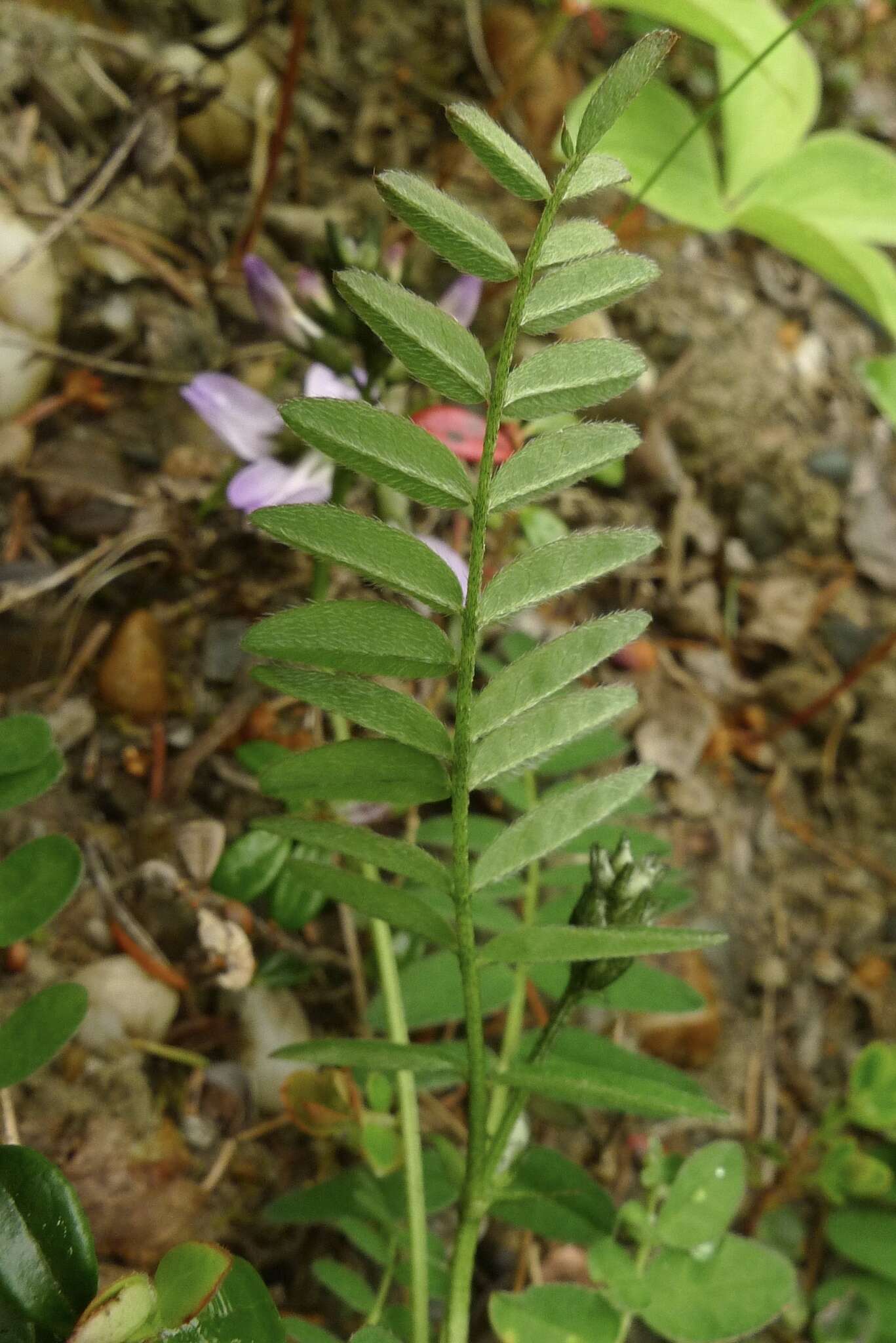 صورة Astragalus alpinus L.