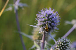 Imagem de Nemophora dumerilella (Duponchel 1839)