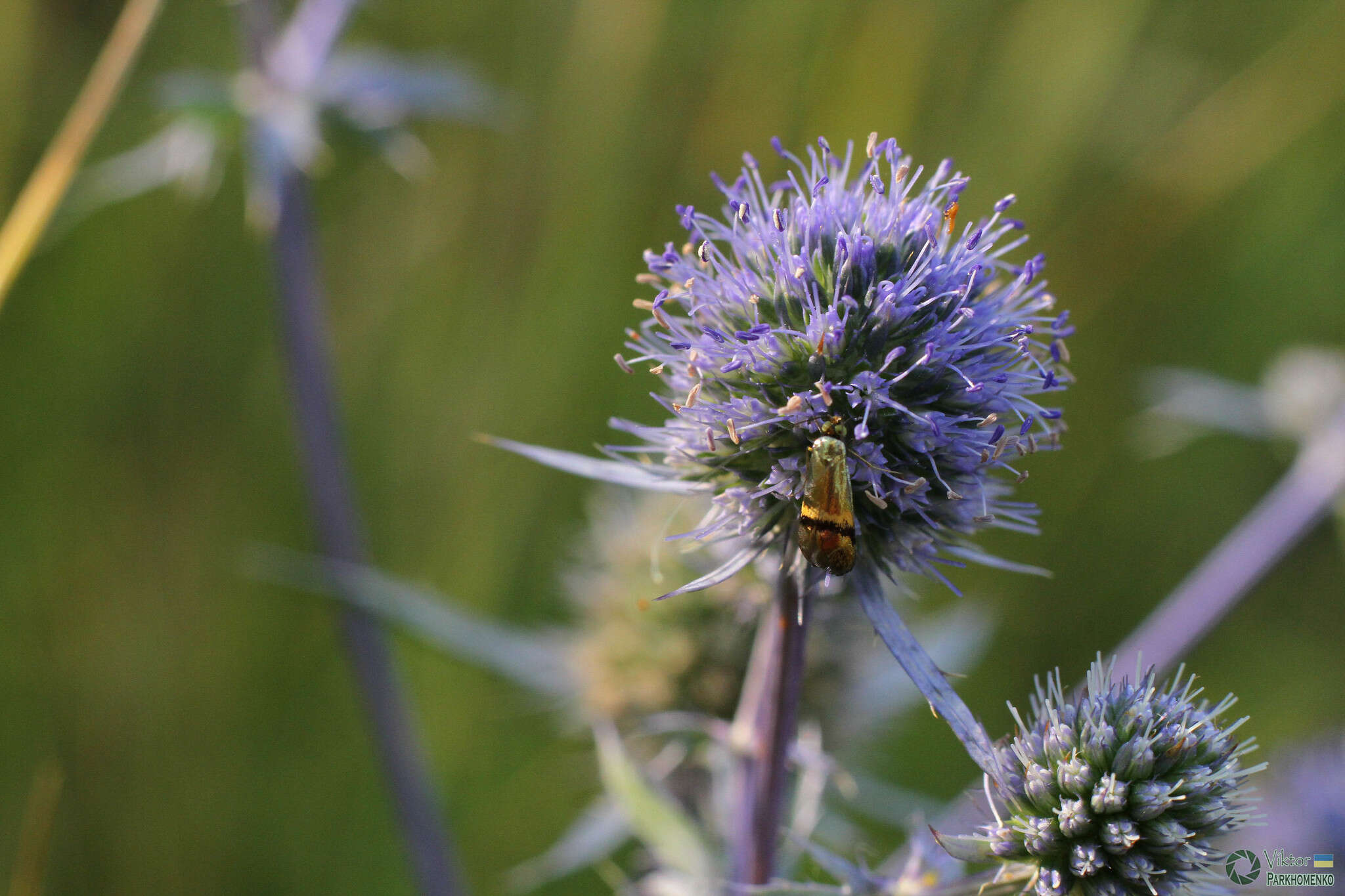 Imagem de Nemophora dumerilella (Duponchel 1839)