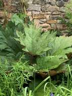 Image of Chinese Rhubarb