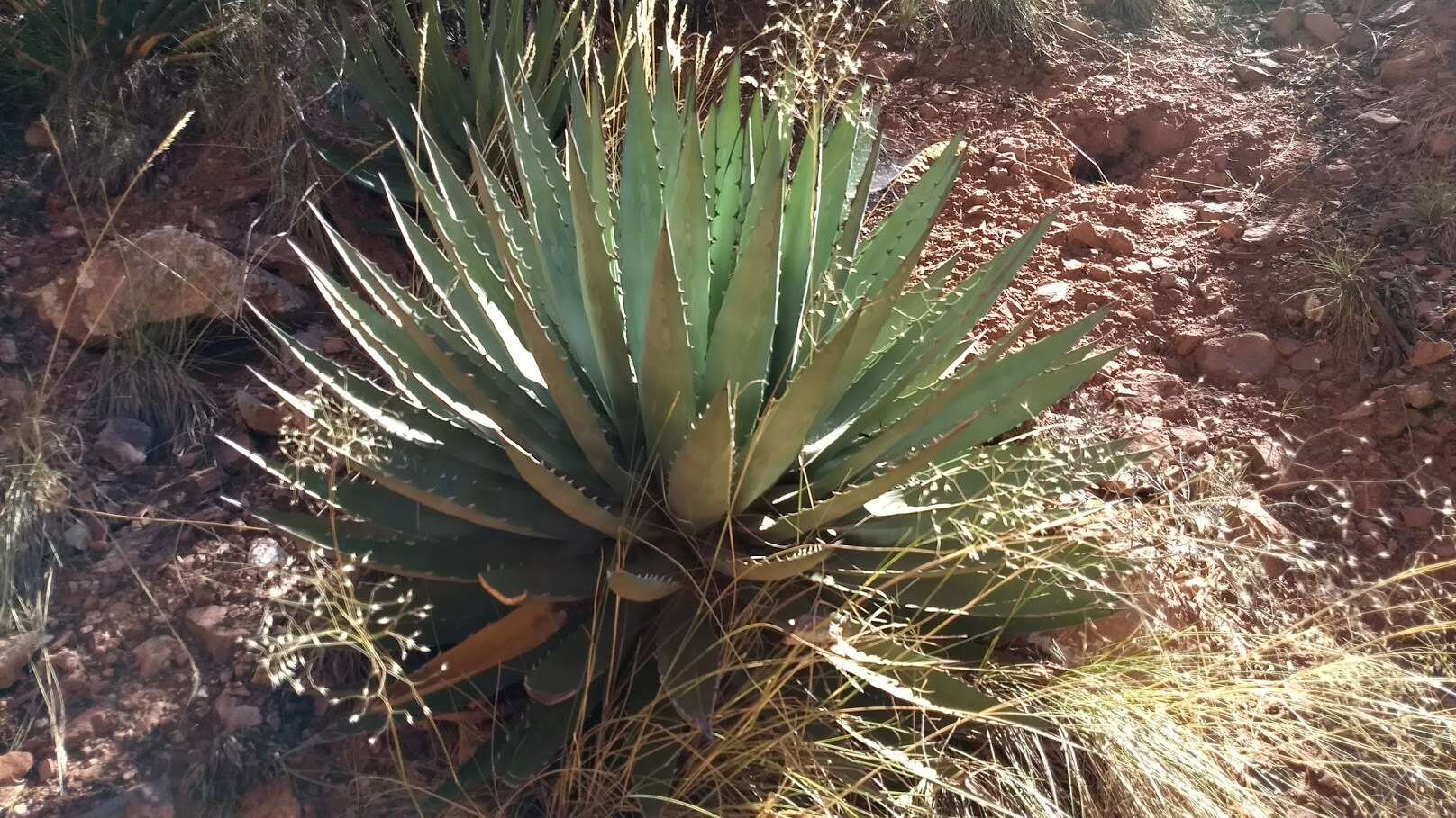 Слика од Agave utahensis subsp. kaibabensis (McKelvey) Gentry