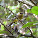 Image of Bornean Whistler