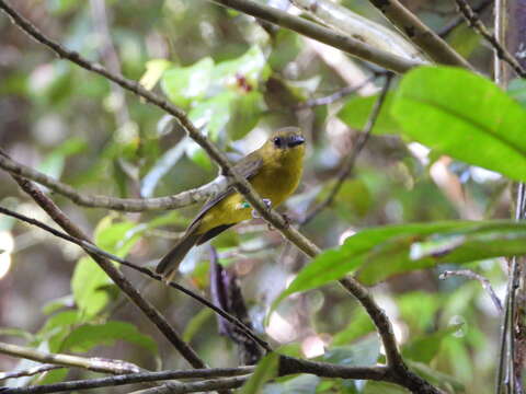 صورة Pachycephala hypoxantha (Sharpe 1887)